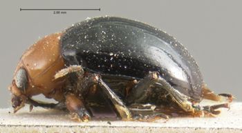 Media type: image; Entomology 9826   Aspect: habitus lateral view